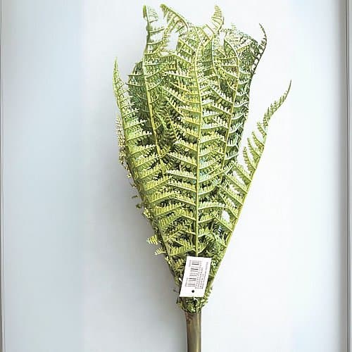 felce-artficiale-.jpg