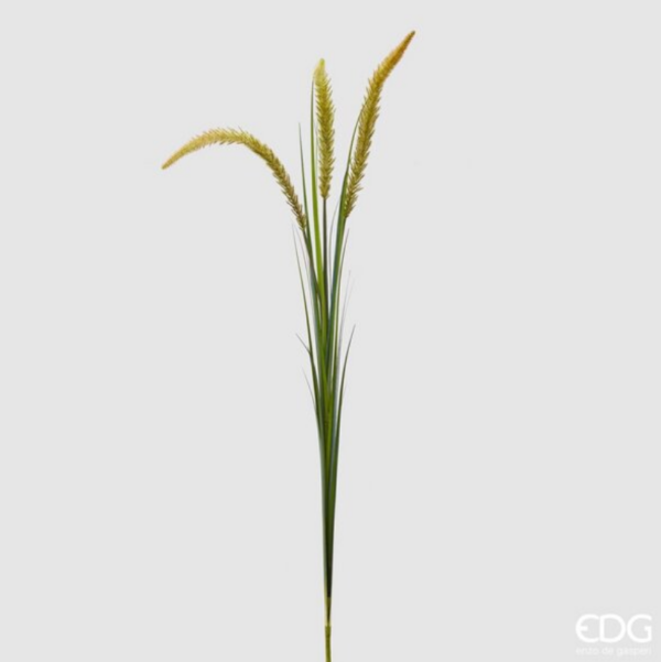 EDG - PIANTA FESTUCA CON SPIGHE E VASO H140 CM