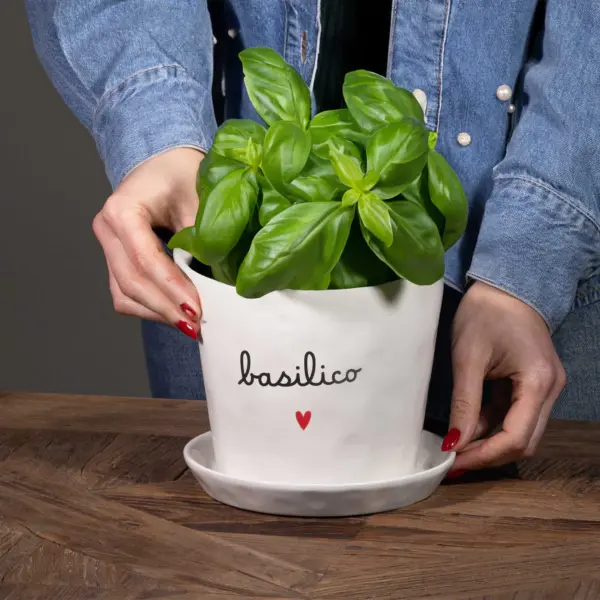 SIMPLE DAY – VASO BASILICO CUORE - immagine 2